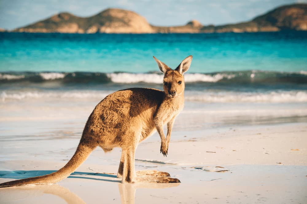 Kangaroo Úc